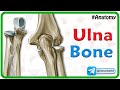 Ulna Bone Anatomy Animation