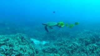 preview picture of video 'Yellow tangs cleaning a green sea turtle in Puako'