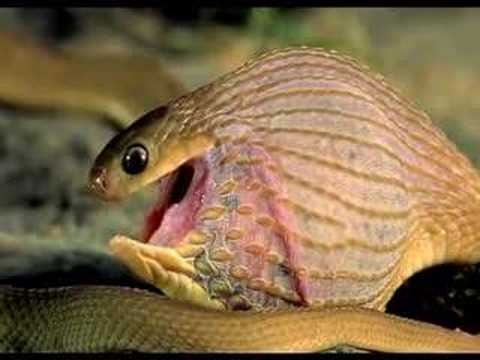 Serpiente se atraganta con huevo