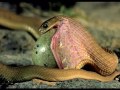 Serpiente se atraganta con huevo