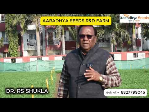 Paddy Success Story