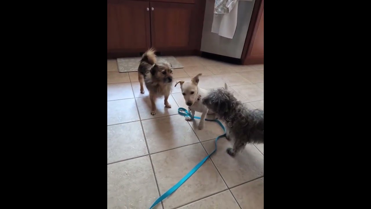 Enlarge Misty, a ADOPTABLE mixed breed in Milford, NH video 3/4