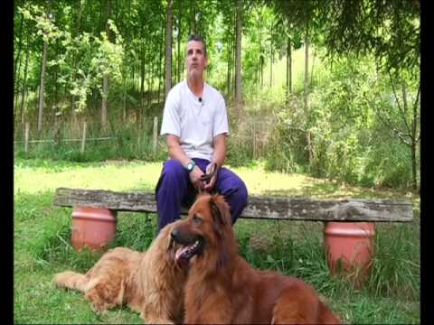 Euskal artzai txakurra - perro pastor vasco