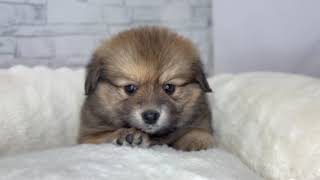 ハーフ犬の動画01