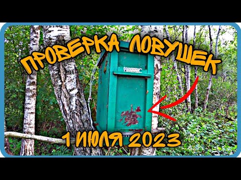 К ЧЕМУ ПРИВОДИТ РАЗВЕДКА ПЧЁЛ?! ПРОВЕРКА ЛОВУШЕК 2023.