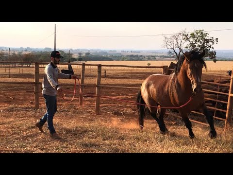 DOMANDO CAVALO, QUASE QUE ELE ME ACERTOU!!