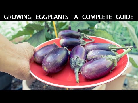 , title : 'How to Grow Eggplants - The Complete Guide To Growing Eggplants'