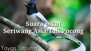 Download lagu Suara burung seriwang asia/tali pocong untuk pikat mp3
