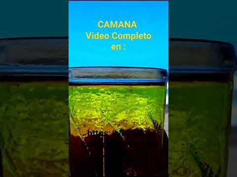 CAMANA Vlog https://youtube.com/@ReynerDrop#camana #vlogs #vlogdeviajes #arequipa #viral