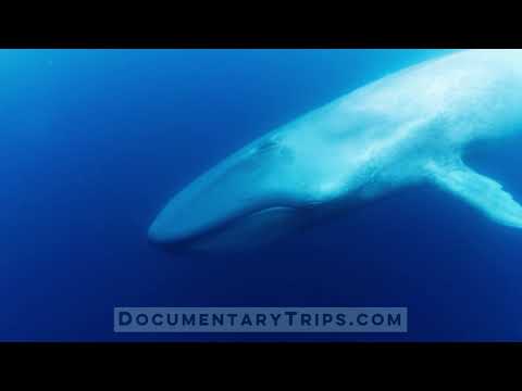 Swimming with Blue Whales