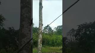 Download lagu mikat burung pelatuk sampit #mikat #mbolé #shortbirds #birds mp3