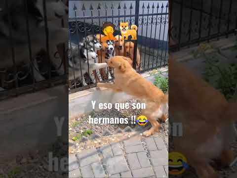 Pelea de perros termina mal 🐕🤦 #dog #animals