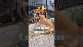 Pelea de perros termina mal 🐕🤦 #dog #animals