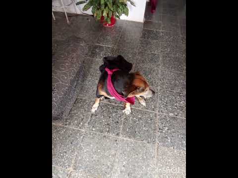 Video dedicado a uno de mis amores,🥺 hace 13 días la perdí🥺te quiero mucho 🥺😭.