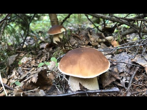 За грибами в смешанный лес | Сентябрь 2019