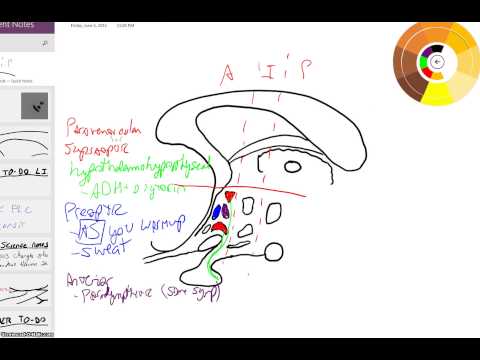 hypothalamus nuclei overview