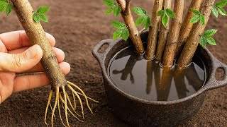 Najlepsza technika ukorzeniania dowolnej gałęzi 100% (tylko 1 składnik)