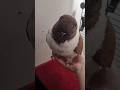 Fat pigeon in denial #trendingshorts #shortclips #memes #youtubeshorts #clips #funnyshorts #pigeon