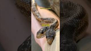 La Serpiente De 2 Cabezas 🐍