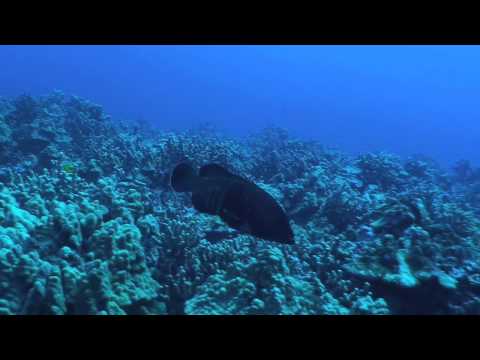 6/1/09 Scuba Diving Hanauma Bay -  The Outer Reef
