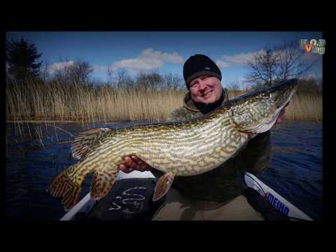 Geddefiskeri fra båd - 103 cm. lang gedde