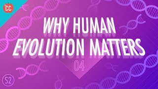 Why Human Evolution Matters: Crash Course Big History 204