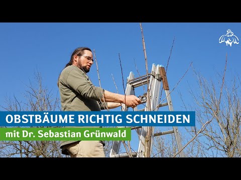 Obstbäume richtig schneiden