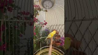 Download lagu Kenari Waterslager Gacor 🔥#waterslager #kicaumania #kenarigacor #fypシ #masterankenari mp3