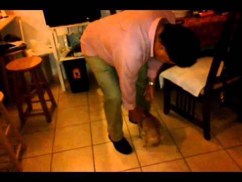 Chihuahua's excitement when grandpa comes home