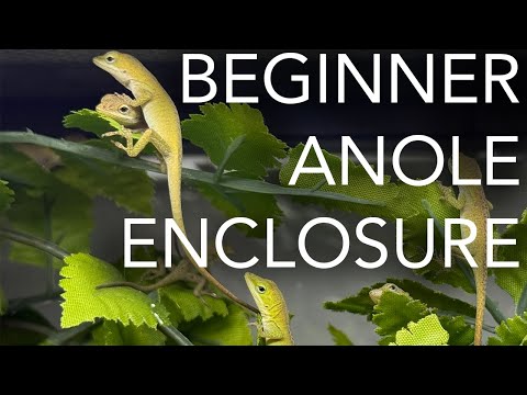 Anole Enclosure - Dummy Proof Set Up for Breeding!