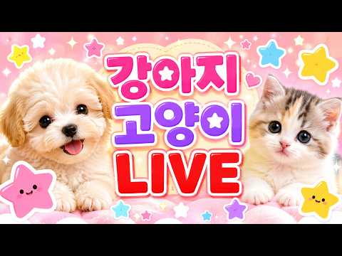 강아지 분양 라이브 말티푸분양 #강아지분양#고양이분양#강아지분양…