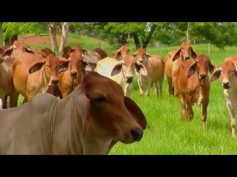 Diferentes Razas Bovinas (Angus, Blonde d' Aquitaine, Pardo suizo, Jersey) - por Juan Gonzalo Angel