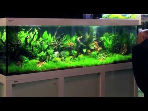 Still aquascaping? Gorillas and tigers in a 2 m aquarium.