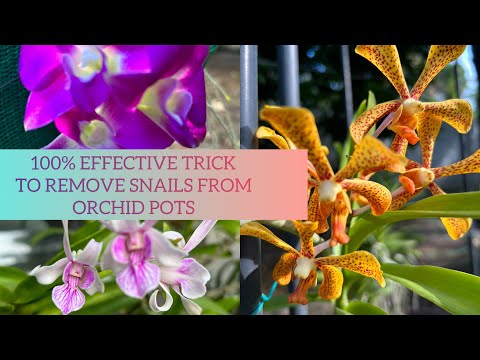 AN 100 % EFFECTIVE TRICK TO REMOVE SNAILS FROM ORCHID POTS
