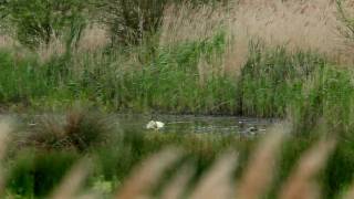 Squacco Heron at Wicken Fen, 4th June 2009