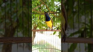 Download lagu burung sogon ngalas gacor mp3