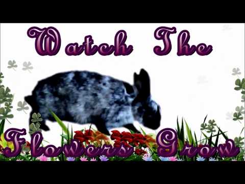 Watch The Flowers Grow