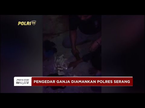 PRESISI UPDATE : POLISI SITA 25 PAKET GANJA SIAP JUAL DARI PENGEDAR DI CIKANDE 07/07/2024 15.00