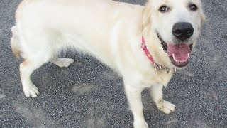 英国ゴールデンレトリバー　ボール投げ大好き！