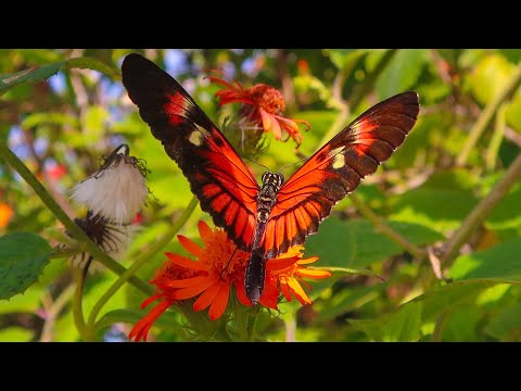image-How much does it cost to get into butterfly world?
