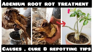 How to save dying adenium from root rot /adenium root rot treatment , tips & tricks