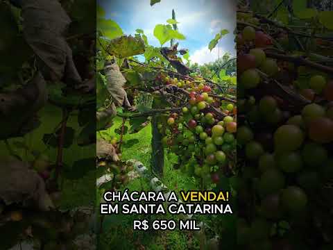 E ai, teria coragem de se mudar para uma casa assim?