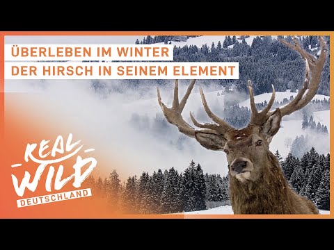 Das geheimnisvollste Tier? | Hirsch Doku