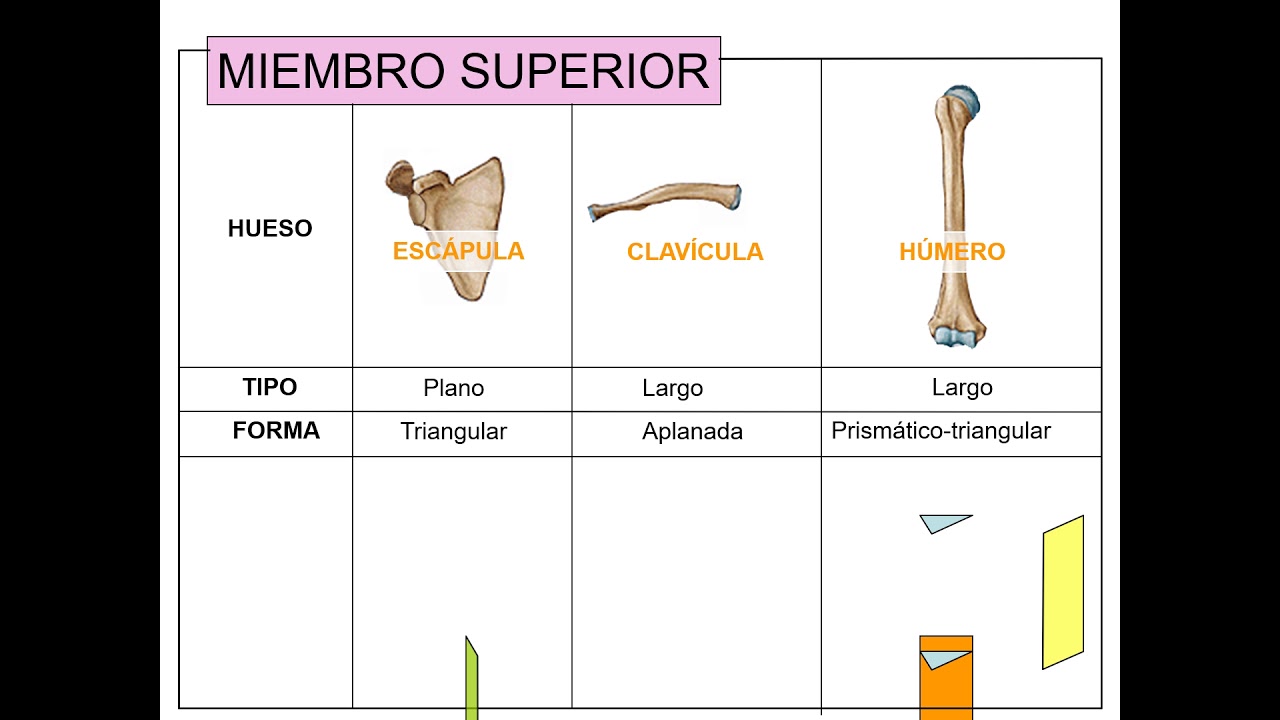 Huesos de miembro superior