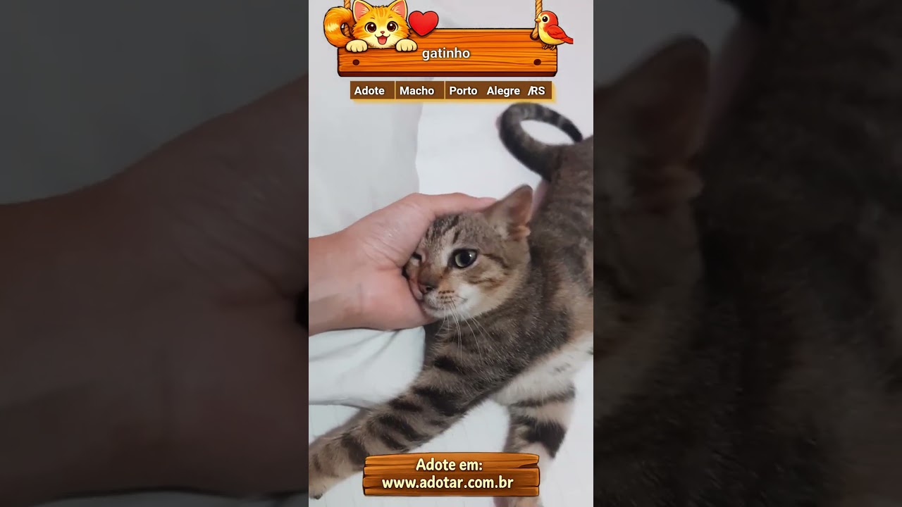 Gato raça SRD-ViraLata idade 2 a 6 meses nome gatinho 