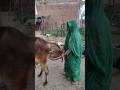This Woman Is Collecting Buffalo Dung With Full Dedication Buffalodung Desilife Village Short