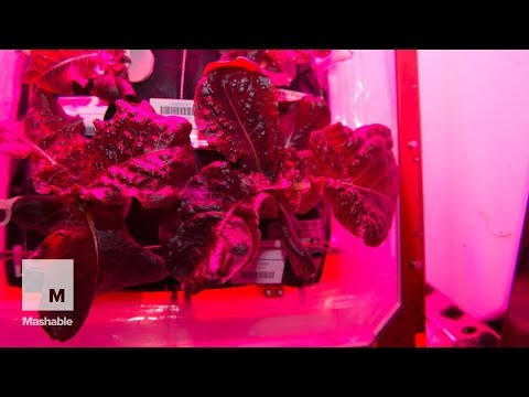 Space farm-to-table: Astronauts get first taste of food grown in space | Mashable