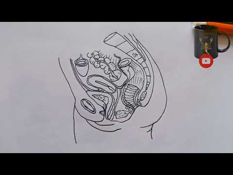 Sagittal Section of Female Pelvis| Mbbs Sketchbook| Sketch of Sagittal section of Female pelvis