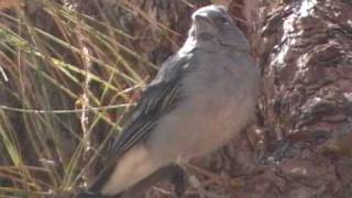 Download lagu Blue Chaffinch mp3