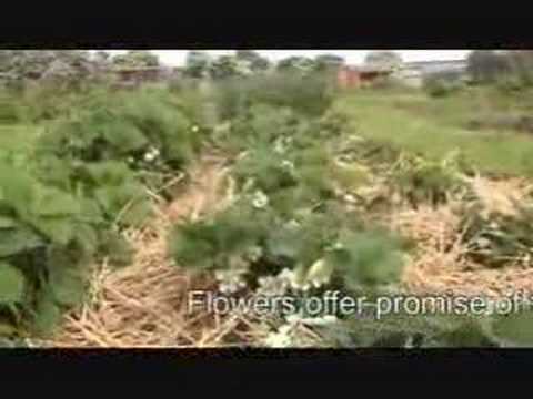 2008 05 18 on the plot